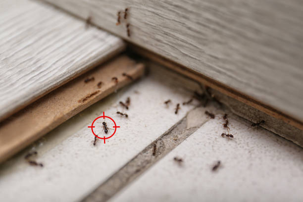 Best Insect Control  in Mcadoo, PA