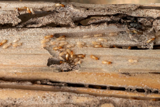 Pest Control for Restaurants in Mcadoo, PA